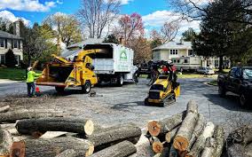 Best Tree Disease Treatment  in Lake Darby, OH