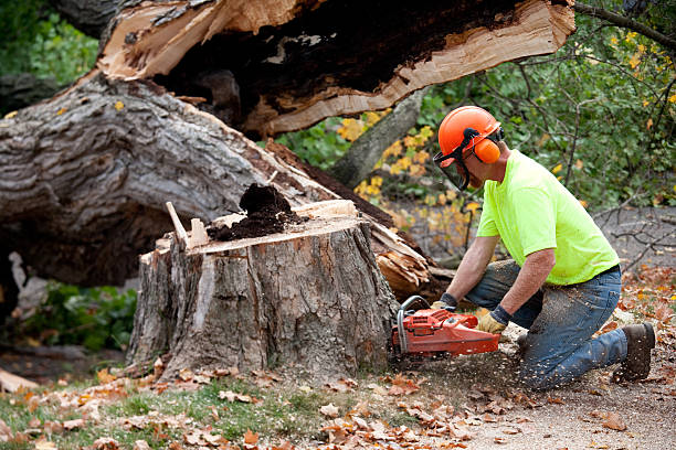 Best Tree Trimming and Pruning  in Lake Darby, OH